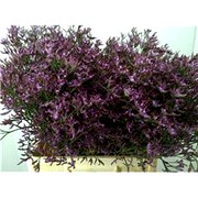 image фото Limonium Safora Lilac - лимониум оптом купить цветы и растения из Голландии, Германии, Италии, Испании, Дании, Эквадора, Колумбии, Азии, Африки, Израиля, Китая, Тайланда, Тайваня с доставкой по Украине в: Киев, Львов, Черкассы, Кировоград, Полтава, Ровно, Днепропетровск, Запорожье, Харьков, Кривой Рог, Днепр, Одесса, Николаев, Херсон, Умань, Кропивницкий